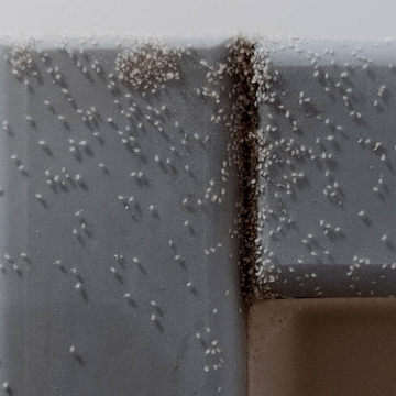 Cómo Eliminar Ácaros de la Humedad - Remi Hogar