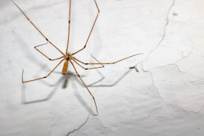 Tengo Arañas Patilargas en Casa, Detalles y Prevención