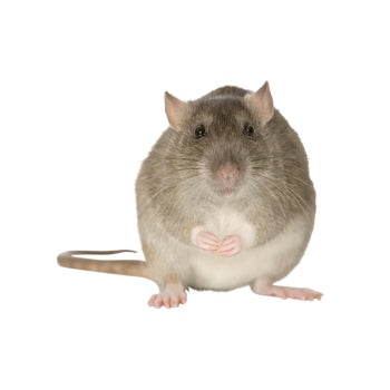 Ratas y Ratones | Productos