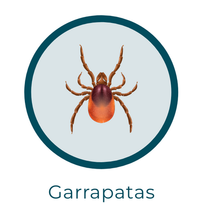 Insecticida Garrapatas