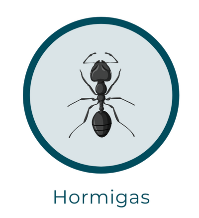 Insecticidas para hormigas y antihormigas