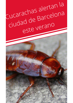 Cucarachas alertan la ciudad de Barcelona este verano 2022 - Remi Hogar
