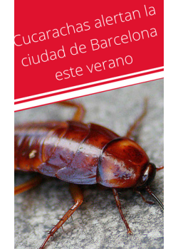 Cucarachas alertan la ciudad de Barcelona este verano 2022