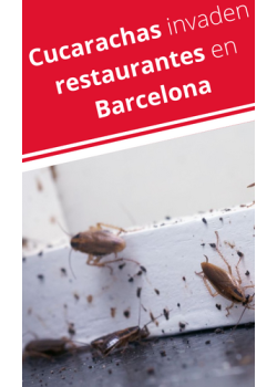 Cucarachas en restaurantes en Barcelona