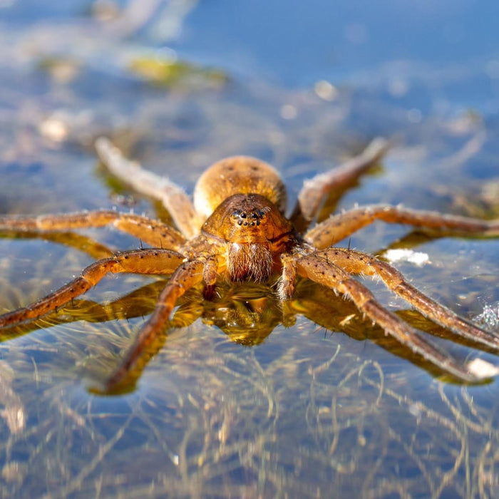 Araña de Agua Argyroneta Aquatica