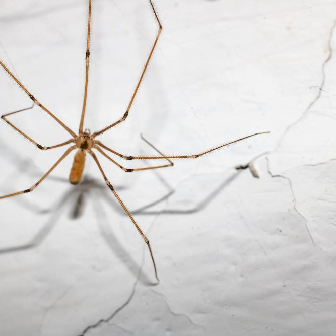 Tengo Arañas Patilargas en Casa, Detalles y Prevención - Remi Hogar