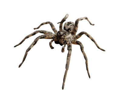Araña Lobo o (Lycosa Tarantula)