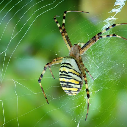 Araña Tigre