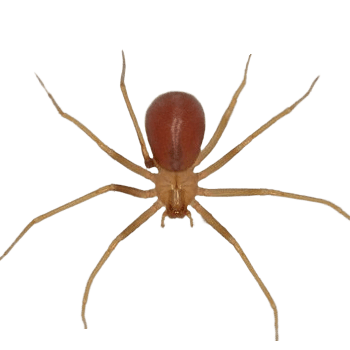 La Araña Violinista en España - Remi Hogar