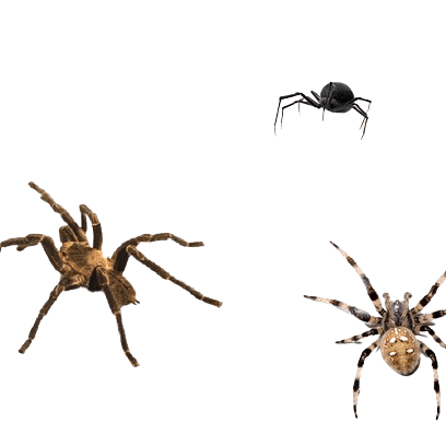 Tipos de Arañas en España: Infórmate - Remi Hogar