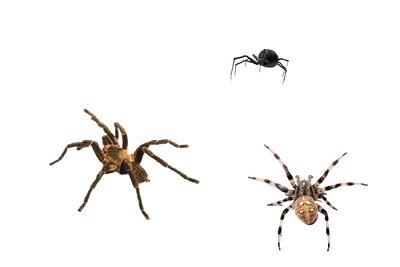 Tipos de Arañas en España: Infórmate