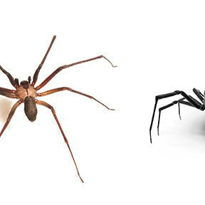 Tipos de Arañas Venenosas en España - Remi Hogar