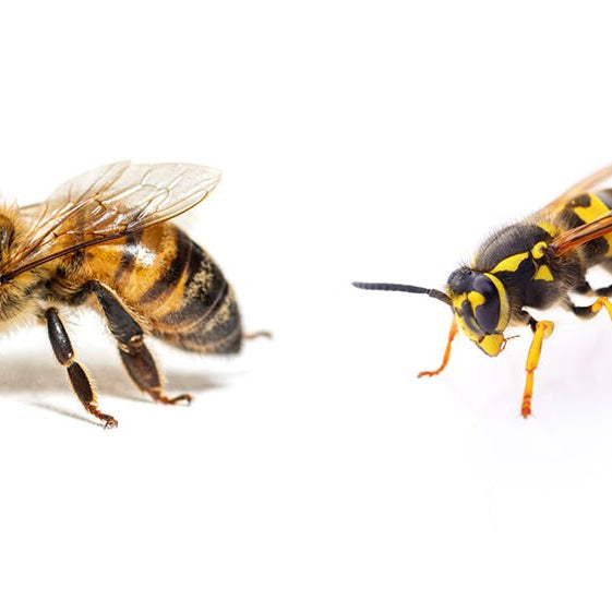 Las  Diferencia que hay Entre una Avispa y una Abeja - Remi Hogar
