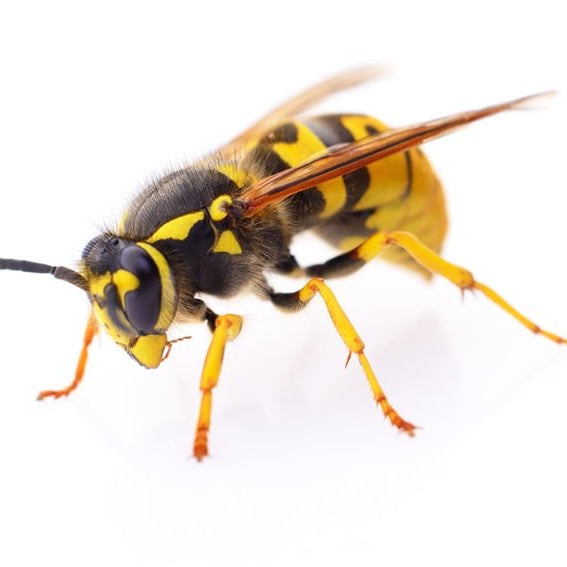 Qué Tipos de Avispas Hay en España Infórmate - Remi Hogar
