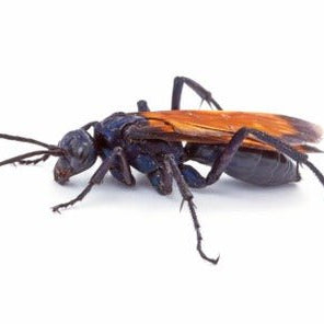 Avispa Caza Tarántulas (Pompilidae) - Remi Hogar
