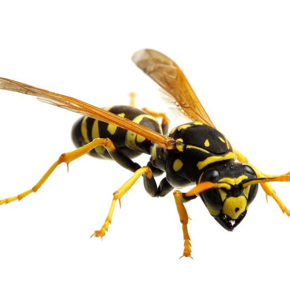 Avispa Común (Vespula Vulgaris) - Remi Hogar