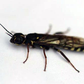 Avispa de la Madera (Xiphydriidae) - Remi Hogar