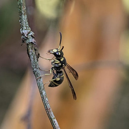 Avispa Solitaria (Eumeninae)