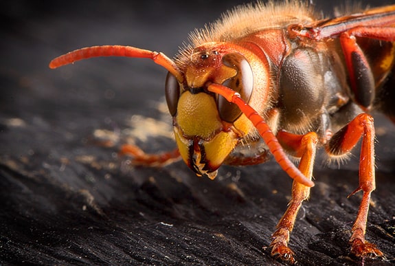 Avispón Europeo (Vespa Crabro) — Remihogar