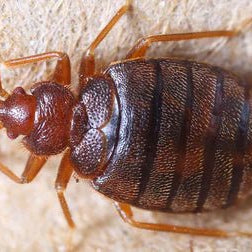 Productos Anti Chinches Para Hoteles Infórmate - Remi Hogar