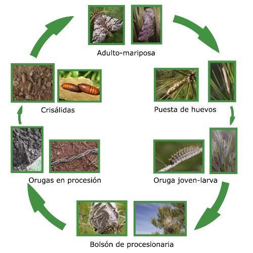 ciclo de vida de la oruga procesionaria