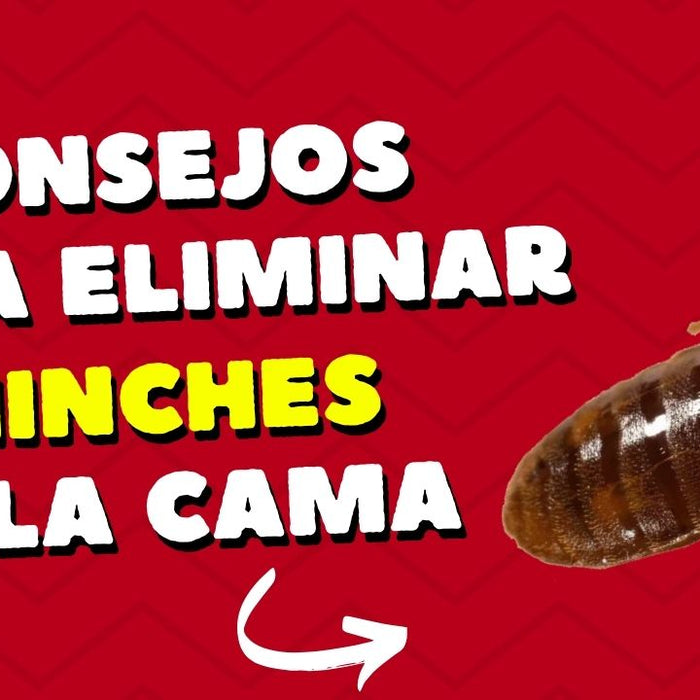 chinche cama insecto