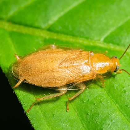 Cucaracha Alemana