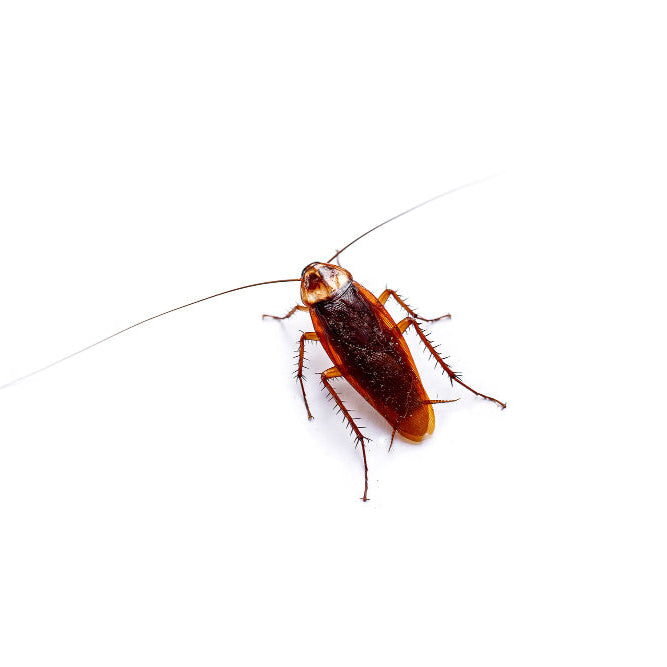 Cucaracha Americana