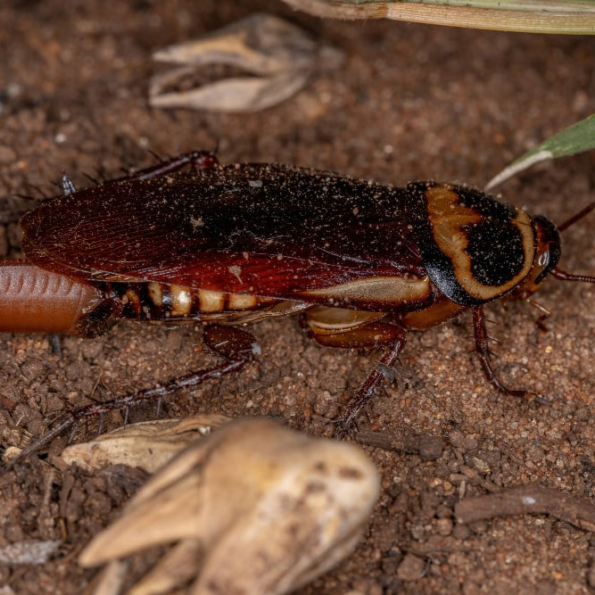 Cucaracha Australiana