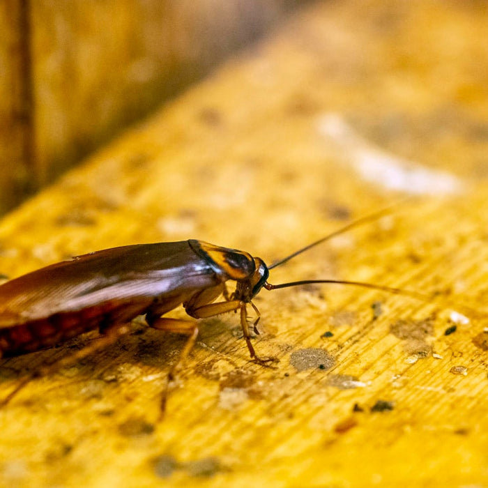 Cucaracha Madera