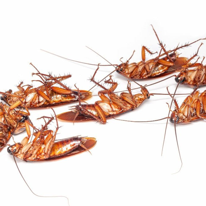 De Donde Salen las Cucarachas Voladoras, Cucarachas Voladoras Pequeñas y Cómo Erradicarlas - Remi Hogar