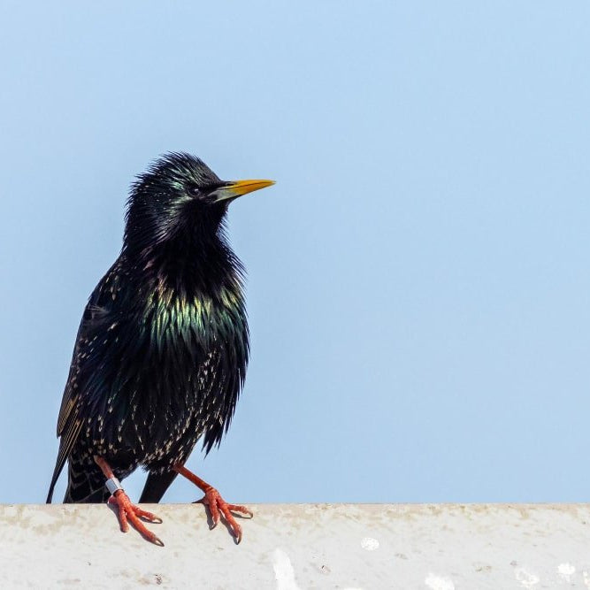 Cómo Ahuyentar Estorninos: Métodos Efectivos y Consejos - Remi Hogar