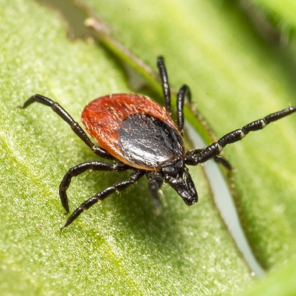 Cómo Eliminar una Plaga de Garrapatas en Casa - Remi Hogar