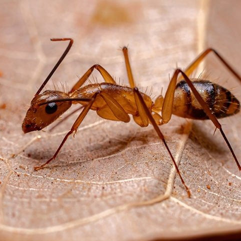 Cómo Eliminar Hormigas Carpinteras para Siempre - Remi Hogar