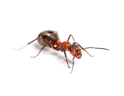 Te Explicamos Cómo Eliminar Hormigas Definitivamente
