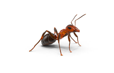 Cómo Eliminar Hormigas en Casa Definitivamente