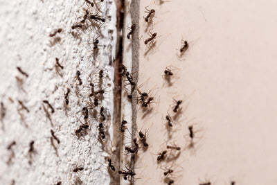 ¿Por Qué Tengo Hormigas en Casa? Soluciones.