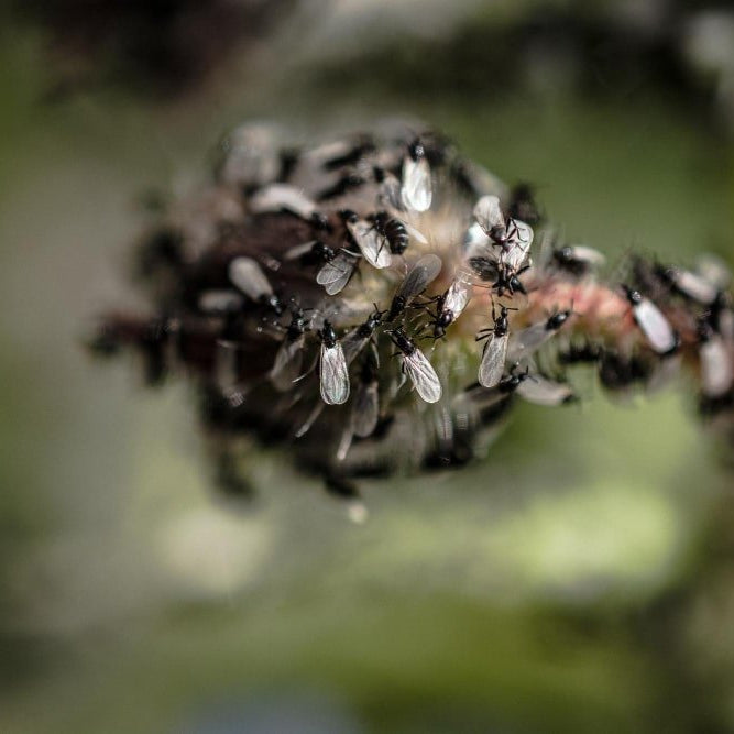 Plaga de Hormigas Voladoras en Casa y Cómo Eliminarlas - Remi Hogar