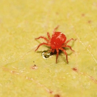 Cómo Eliminar la Araña Roja Definitivamente (Ácaro Rojo) - Remi Hogar