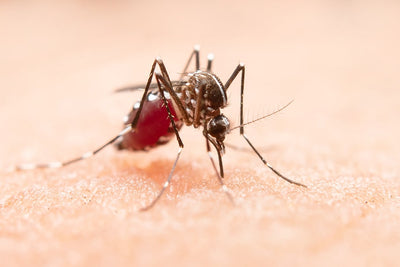 ¿Cómo Ahuyentar los Mosquitos de Manera Eficaz?