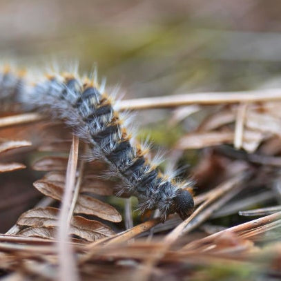 oruga procesionaria 