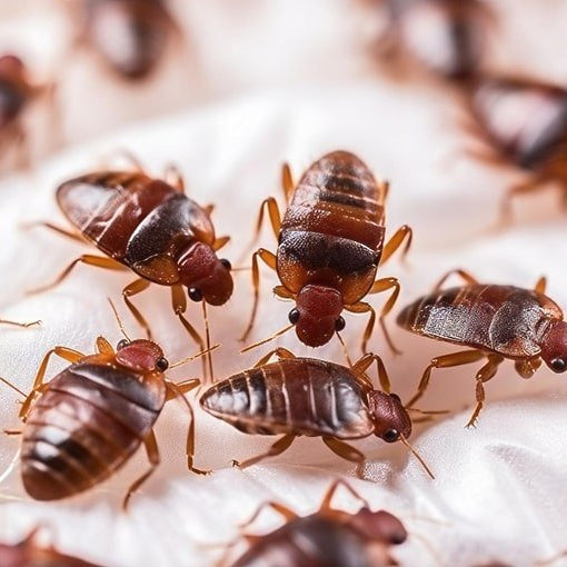 ¿De Dónde Salen las Chinches? Solución y Prevención - Remi Hogar