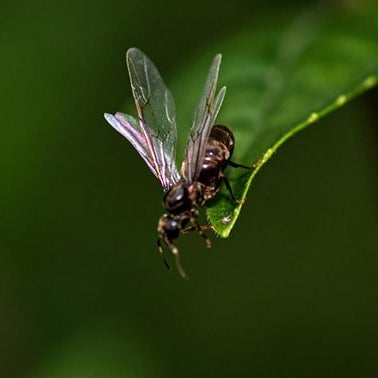 Tipos de Hormigas Voladoras en España - Remi Hogar