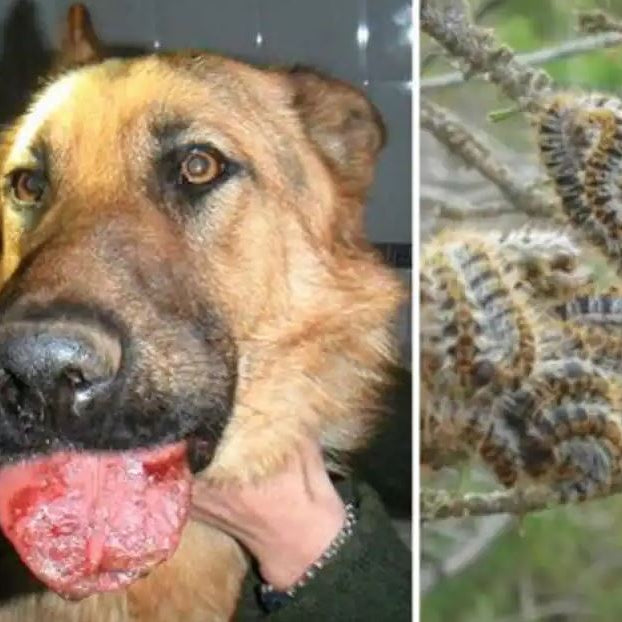 La Oruga Procesionaria del Pino y los Perros - Remi Hogar