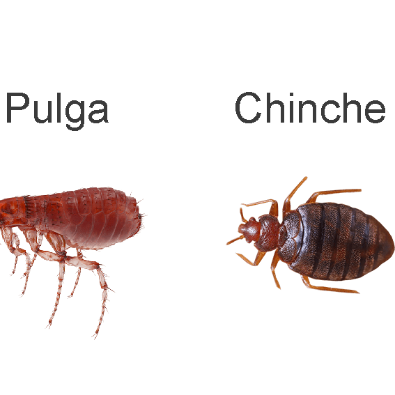 ¿Pulga o Chinche? Conoce las Diferencias - Remi Hogar