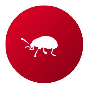 Eliminar Gorgojos y Escarabajos - Remi Hogar