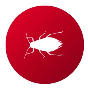 Productos para Eliminar Pulgón - Remi Hogar