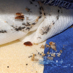 Vaporeta Cimex Eradicator Anti Chinches e Insectos - Polti - Remi Hogar