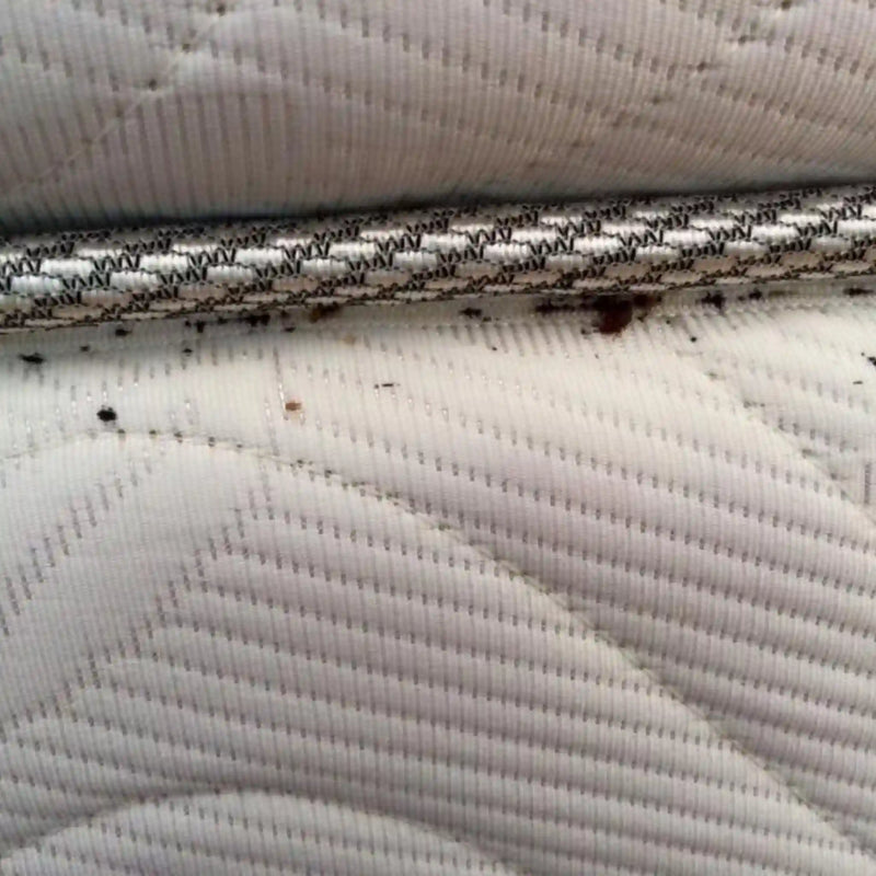 Detector de chinches por reacción luminosa - Bluestar Cimex - Remi Hogar