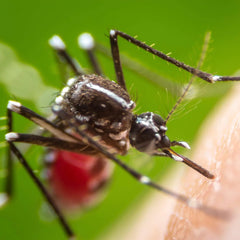 Insecticida Antimosquitos para Exteriores Bayer 500ml